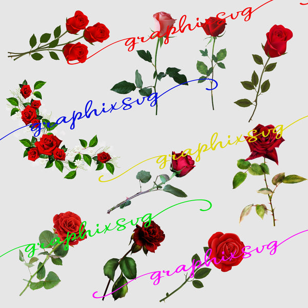 Red Rose, Rosebud, Rose Clipart, Rose illustrations - all seperated PNG file.( for banner, wedding deco,...)