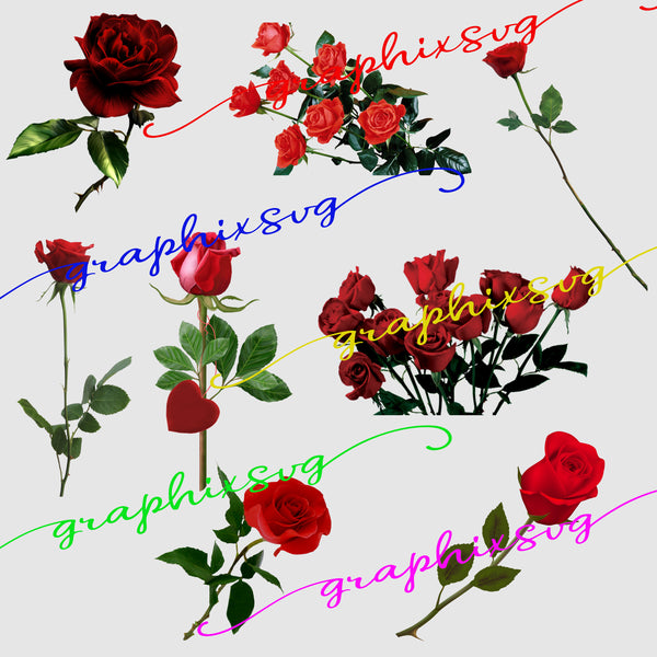 Red Rose, Rosebud, Rose Clipart, Rose illustrations - all seperated PNG file.( for banner, wedding deco,...)