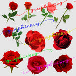 Red Rose, Rosebud, Rose Clipart, Rose illustrations - all seperated PNG file.( for banner, wedding deco,...)